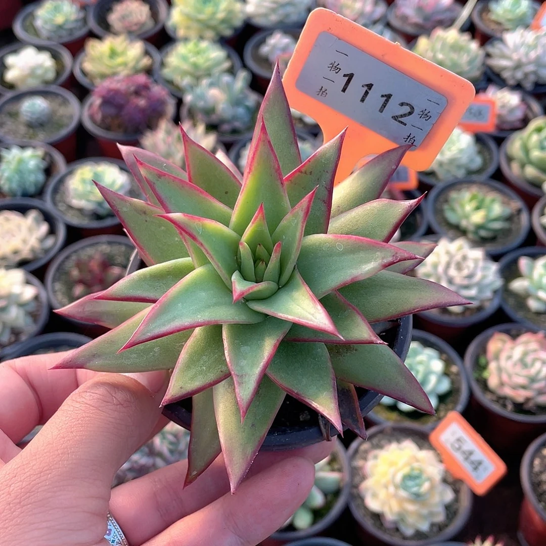绿***风1112号多肉植物盆栽
