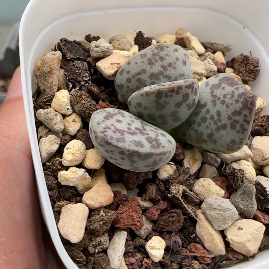 花蛋水泡多肉植物
