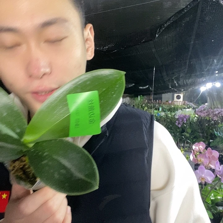 无花朵金边蕾丝蝴蝶兰