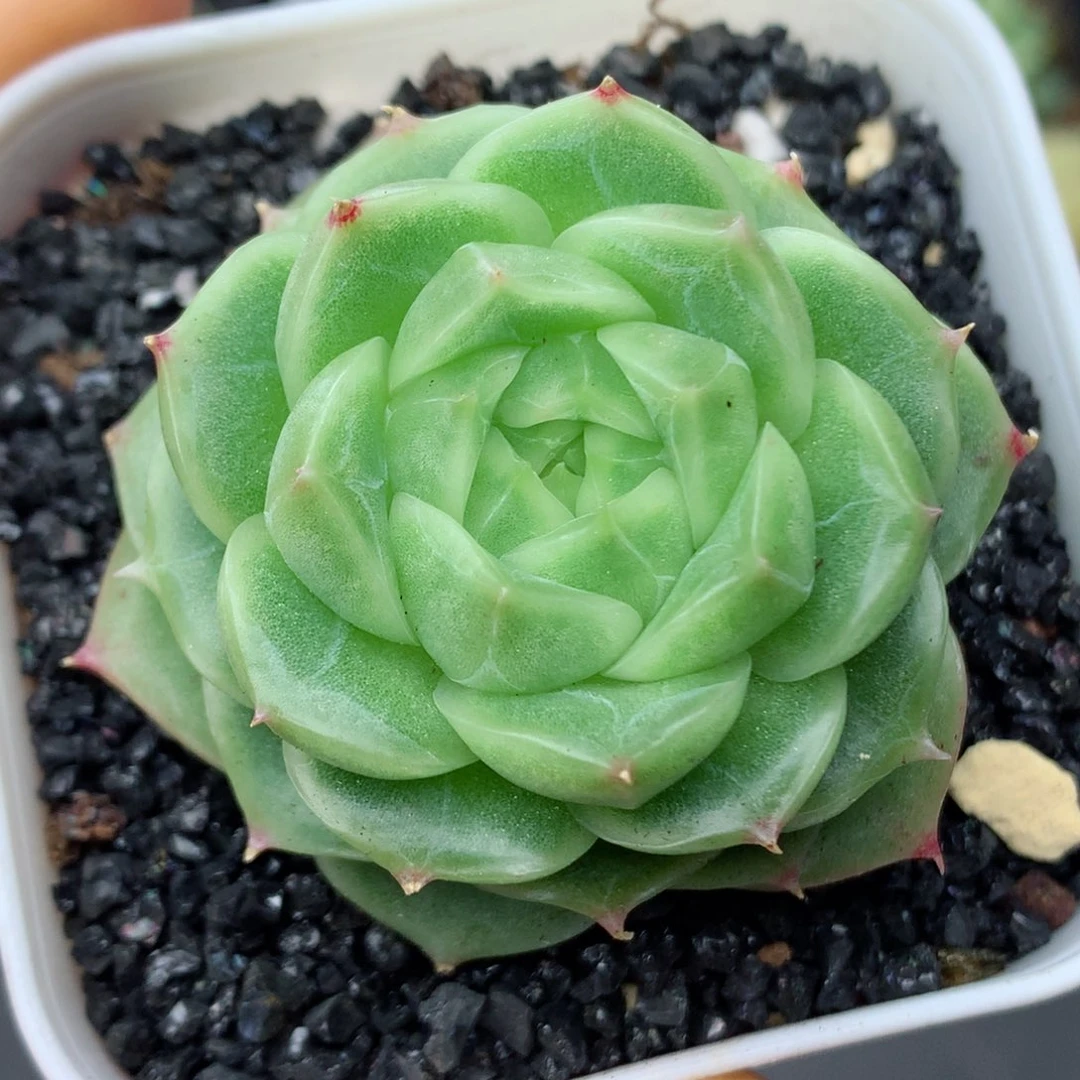 58包邮  群生不包整39