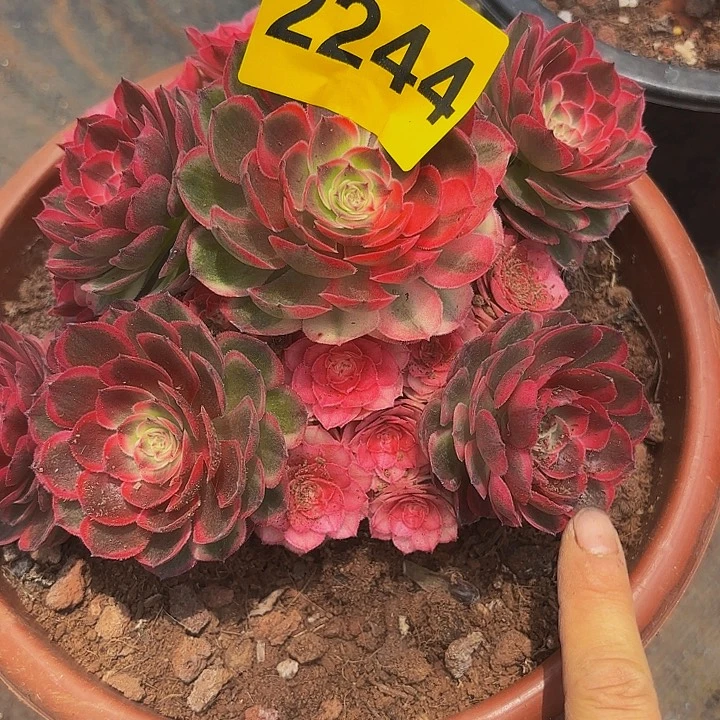 多肉植物福利2244