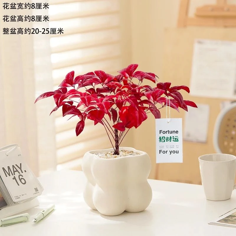【火焰南天竹】冬季耐寒红叶植物室内客厅好养观叶花卉盆栽年宵花