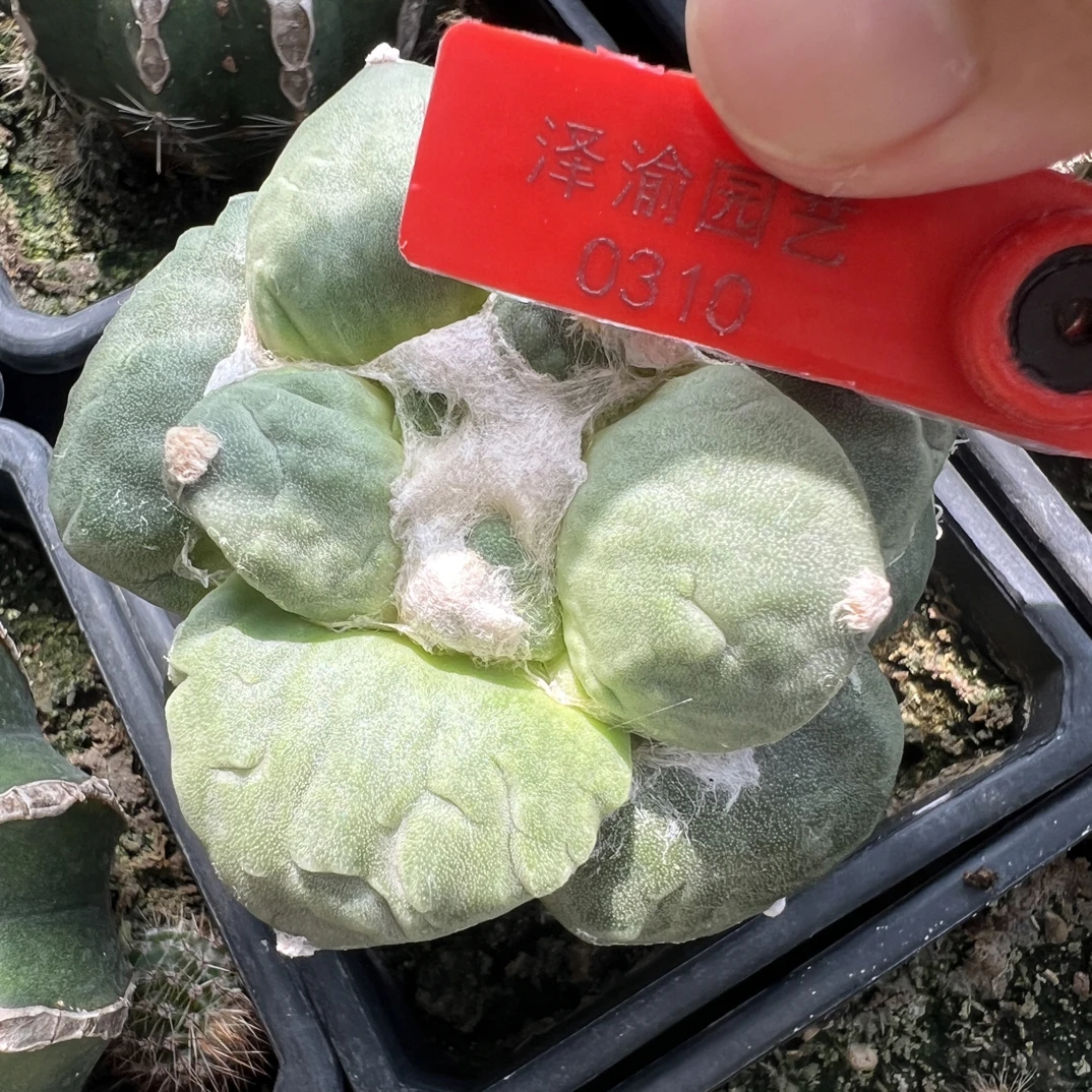 0310号草球苗接怒涛牡丹，辛顿牡丹，黑牡丹，各种牡丹锦，一物一拍
