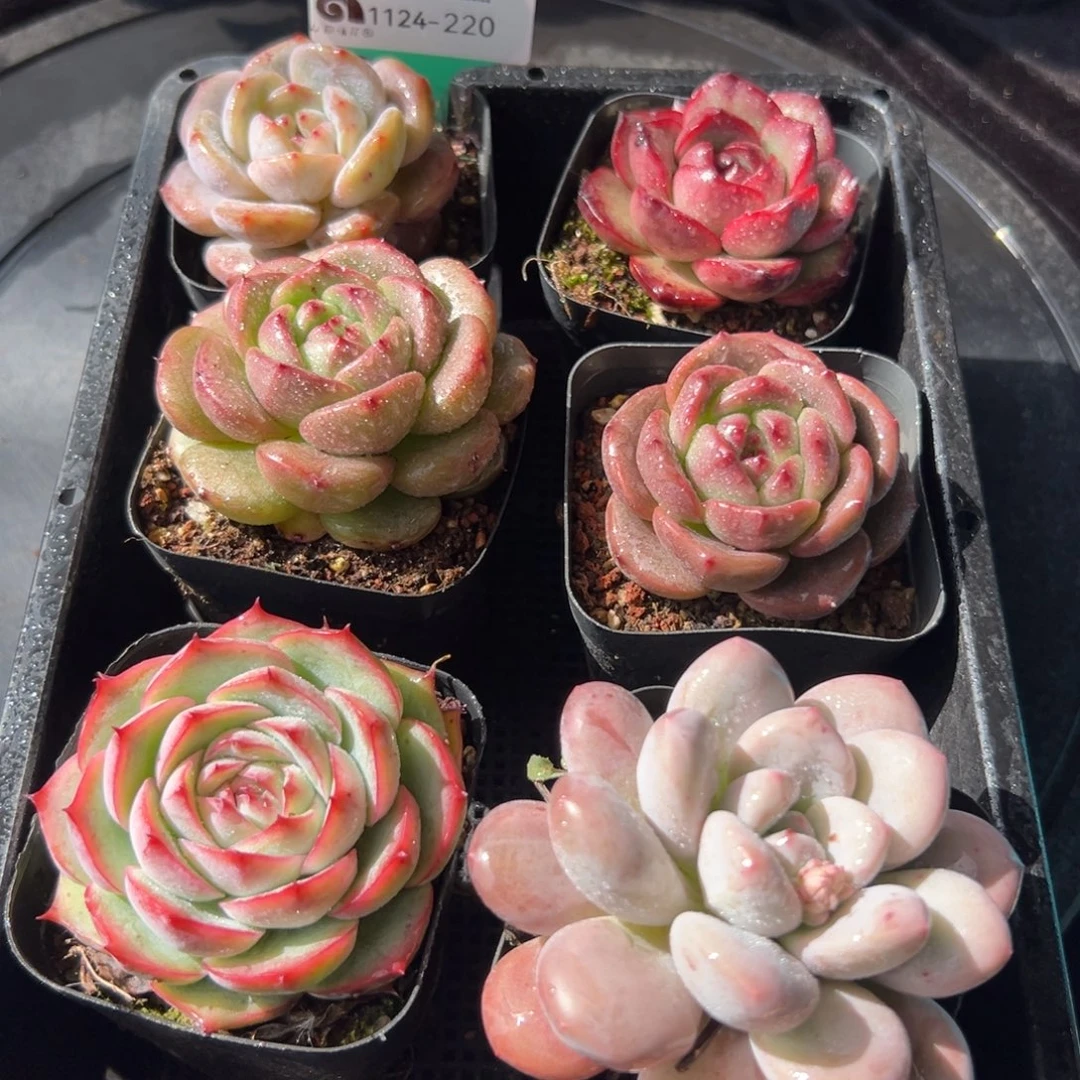 从前慢花园多肉编号1124-220