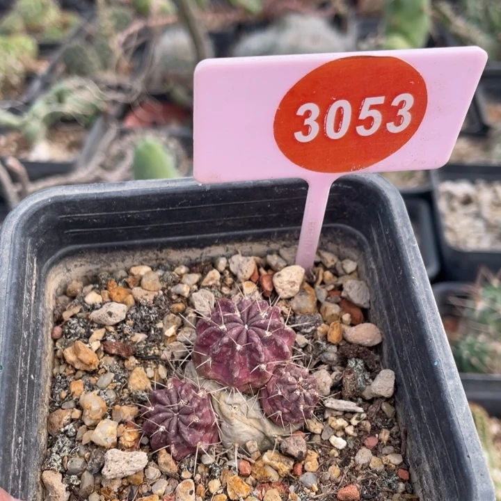 丸***酱实生狂风30530000