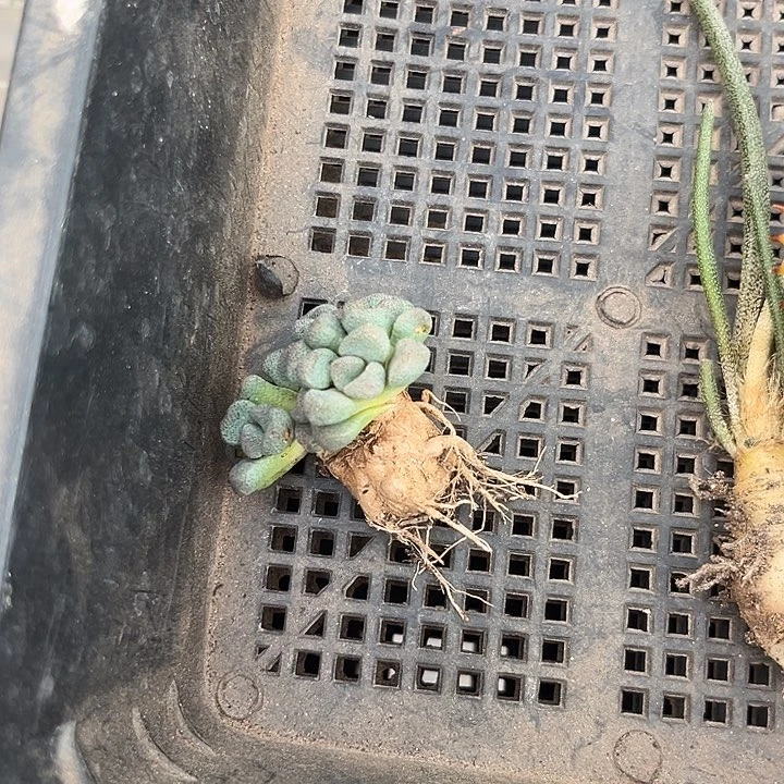 玩***玩我也不知道我为什么