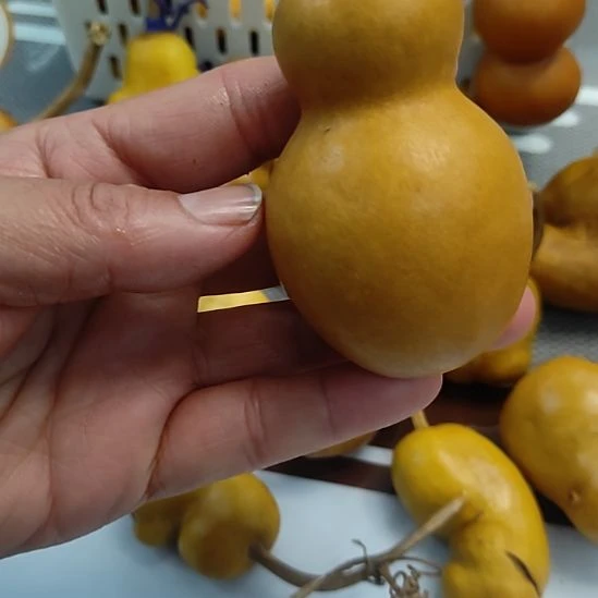 長***申回来哈哈哈哈哈哈哈