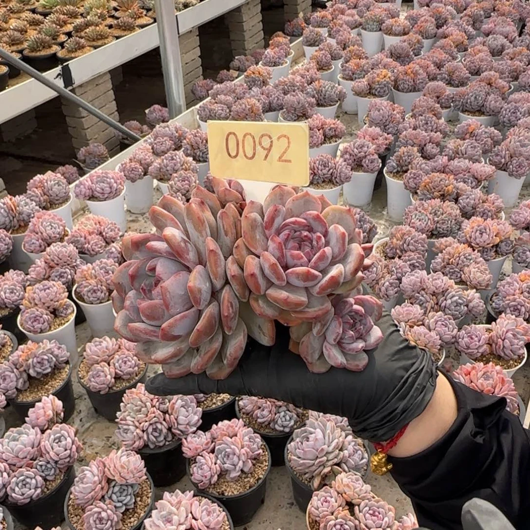 似***年星影。  0092号。 瑕。