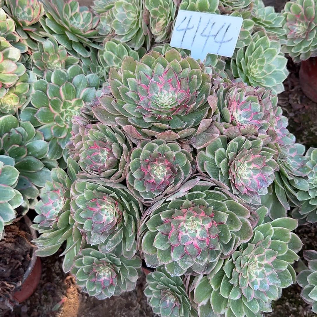 4144莲花座多肉法师