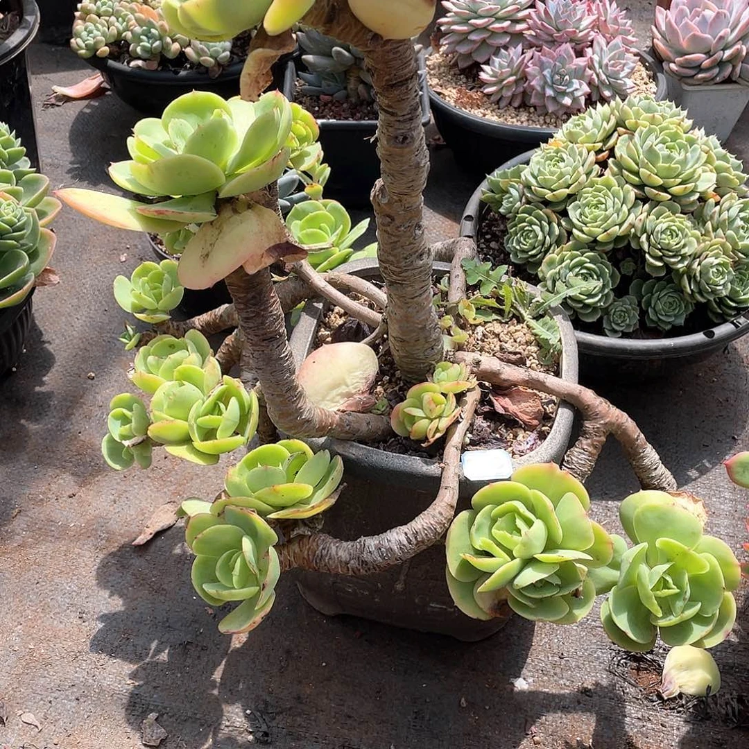 243碧桃 一物一拍多肉