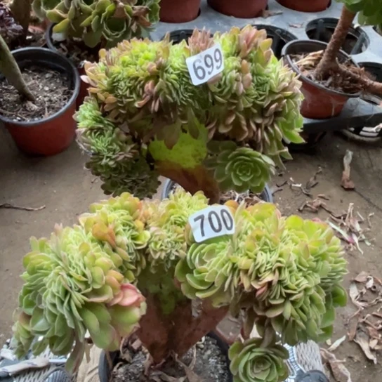 18厘米左右699万黄，700万缀