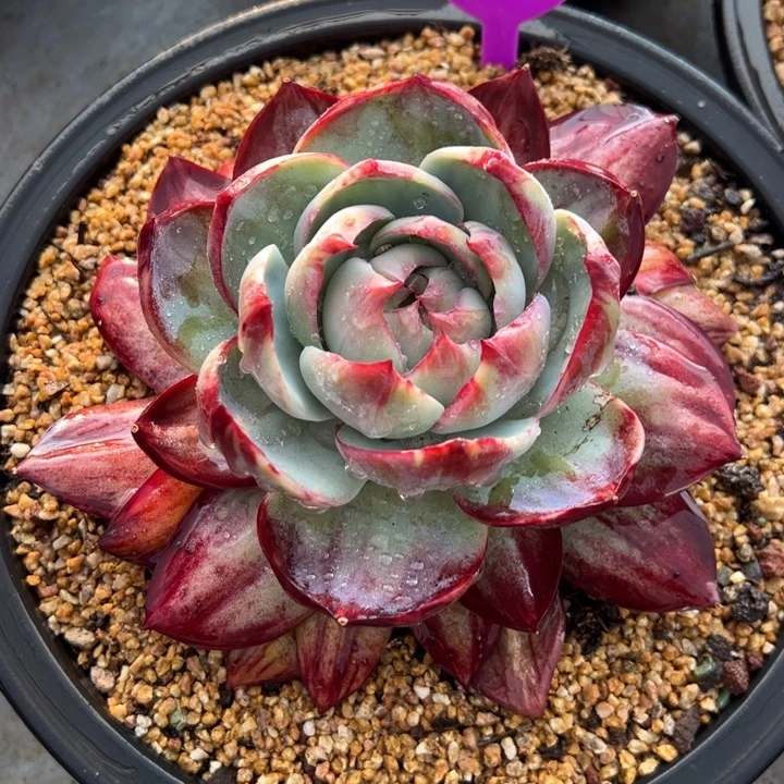 外翻叶惊鸿仙子 多肉植物