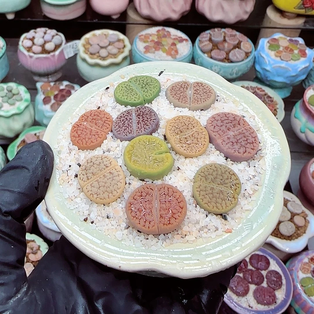 生石花满18包邮1211-51