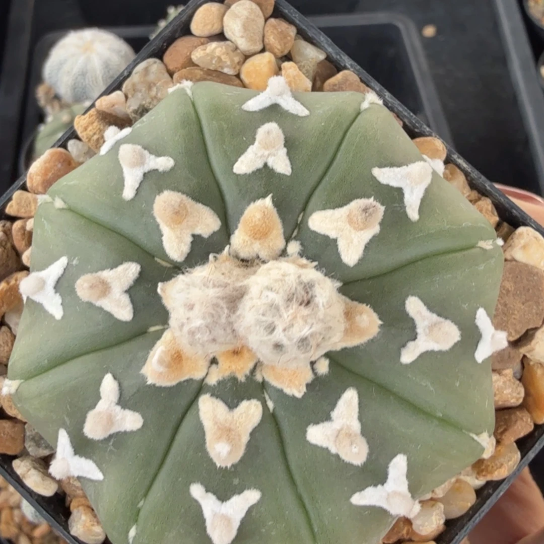 无花朵琉璃 v 兜实生福利