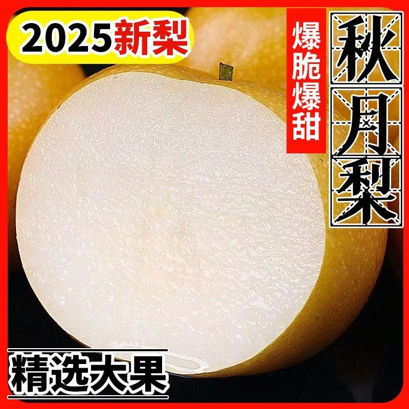 D【正宗砀山秋月梨】2025年秋月梨3/5斤大果脆甜无渣现摘现发
