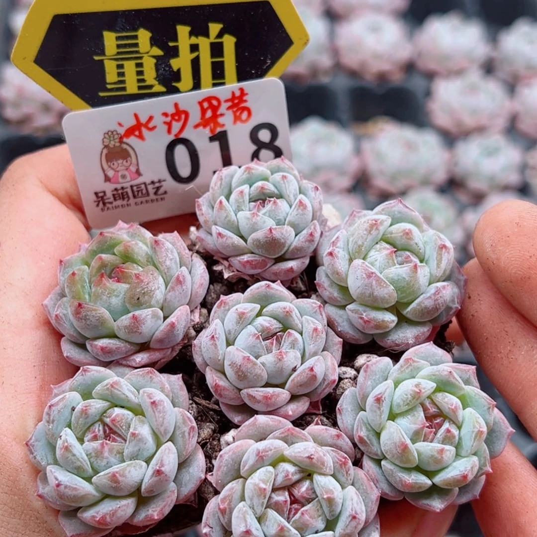 当前无花朵，栽培后可花朵