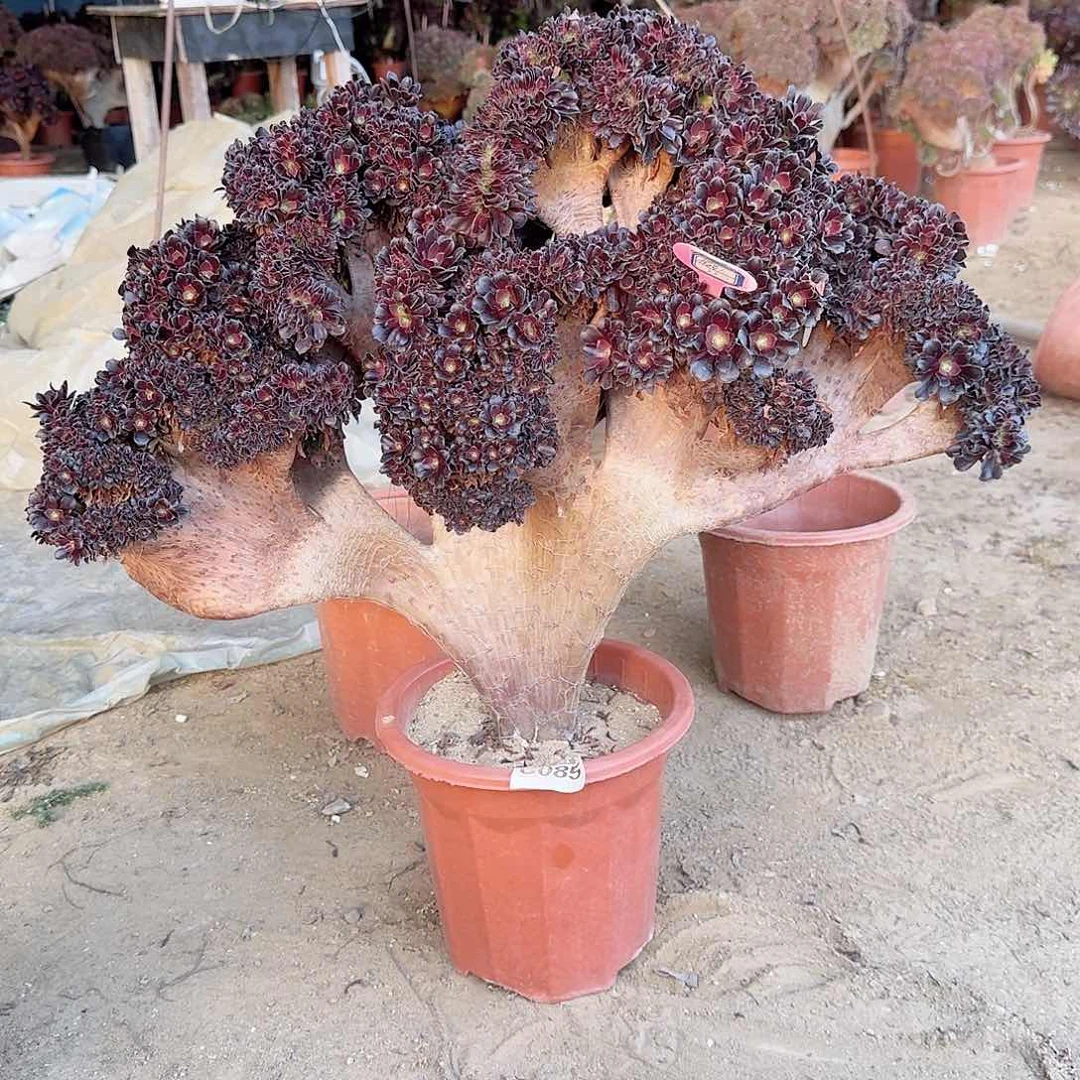 稻*人欧紫朵朵有伤一颗085