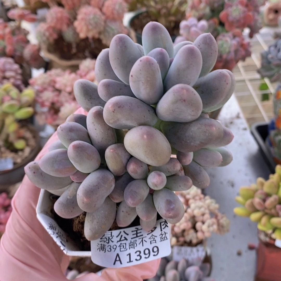 米可7cm1399多肉植物