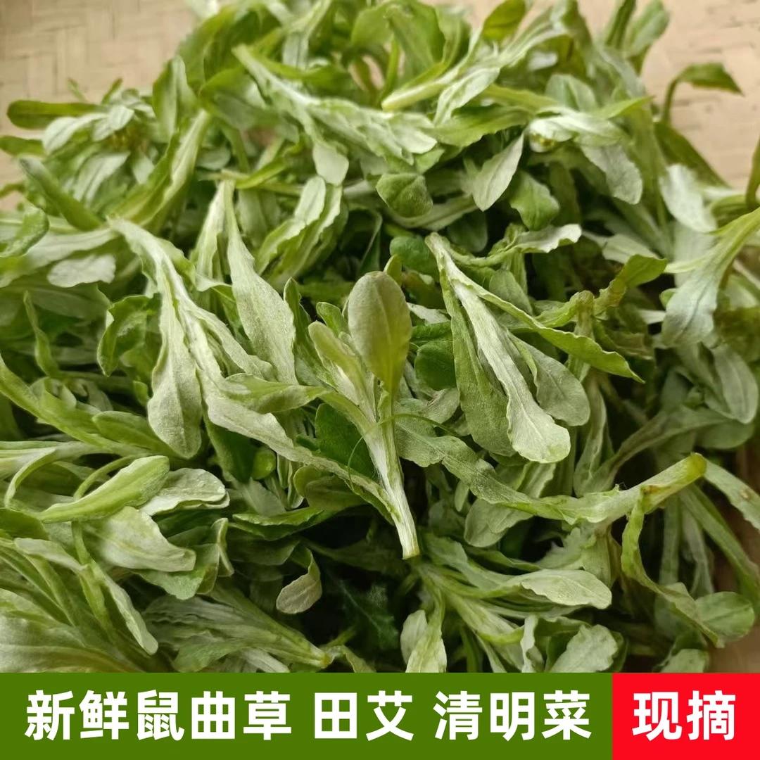 新鲜鼠曲草现摘清明菜江西田艾鼠曲粿青团材料佛耳草棉菜包邮