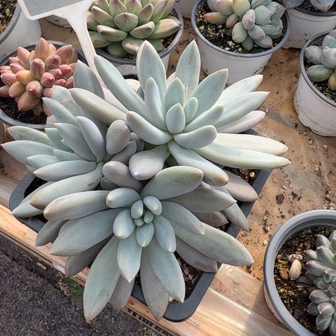 勇***前多肉植物瘦哥特645