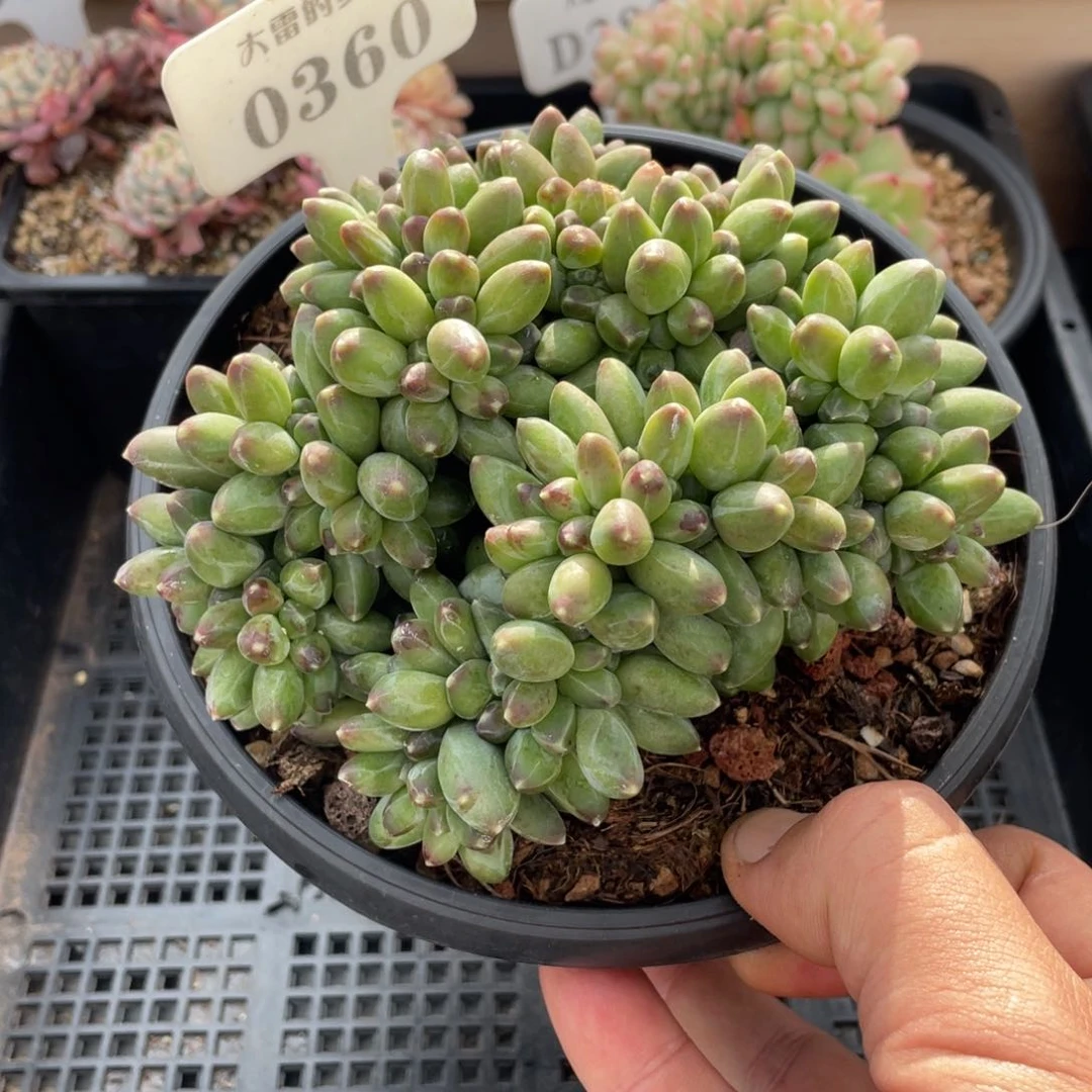 0360千代田不带盆12厘米