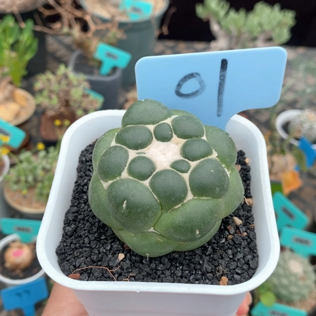 泰系实生无刺象牙一个