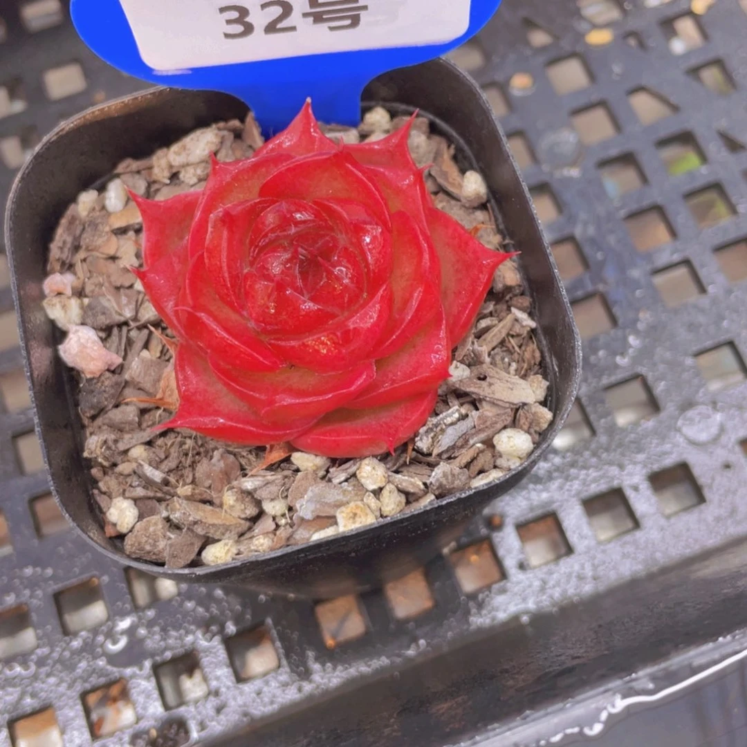 32号宽叶全状态新品