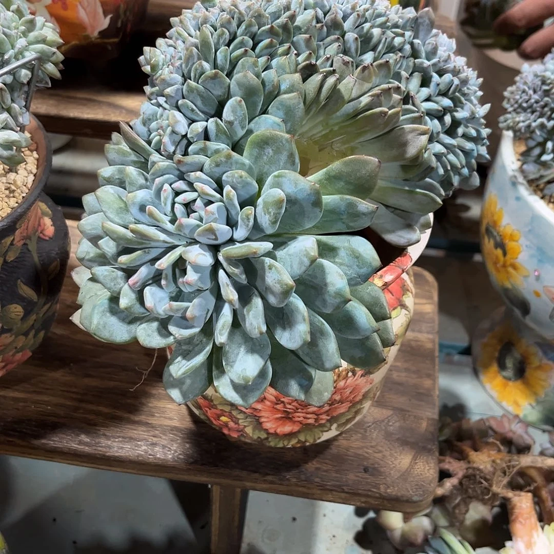 叁***月星影缀化多肉植物
