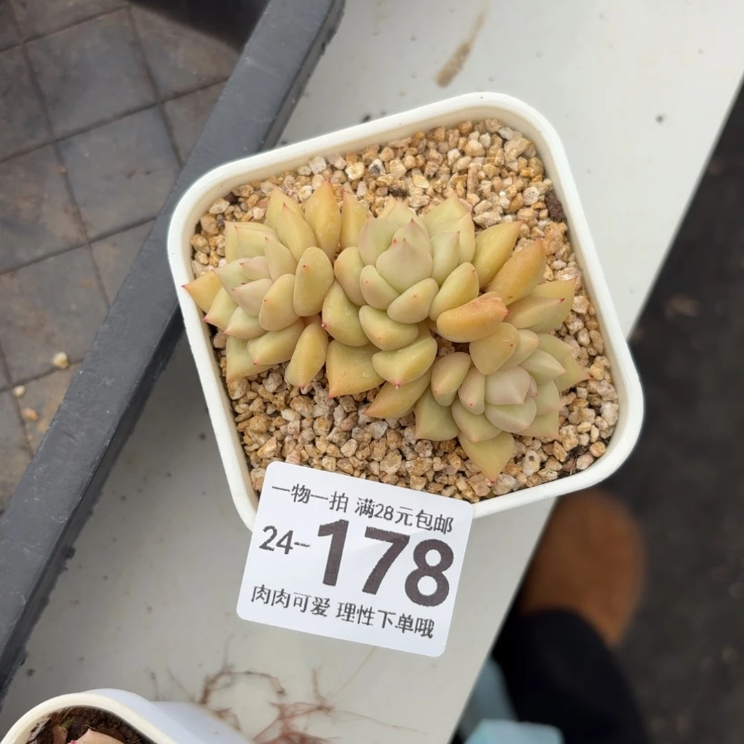 黄金象牙整群无盆土发货