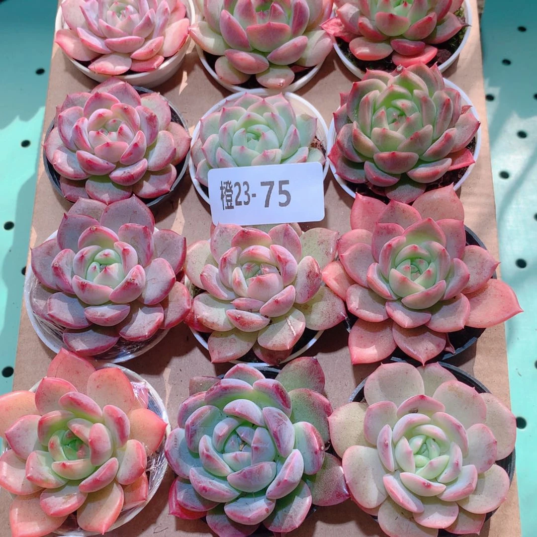 23-75一物一拍多肉带盆18颗