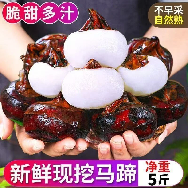 正宗广西荔浦马蹄荸荠新鲜水果脆甜化渣农家蔬菜现挖地梨包邮