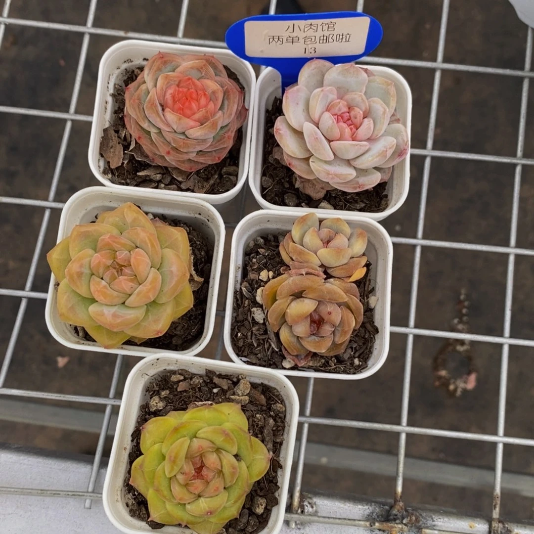 13-精品糖心珍妮美肉五个