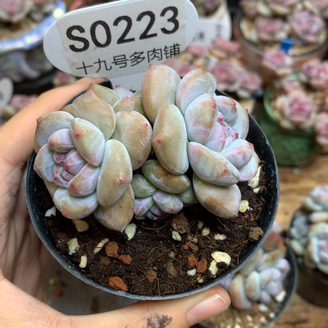 紫***梦S0223 紫衣 专拍突尼斯