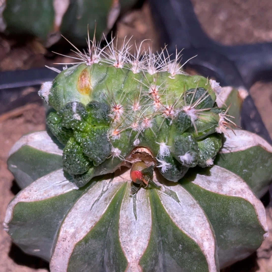 全部花朵花斑叶锦 嵌合体牡丹670