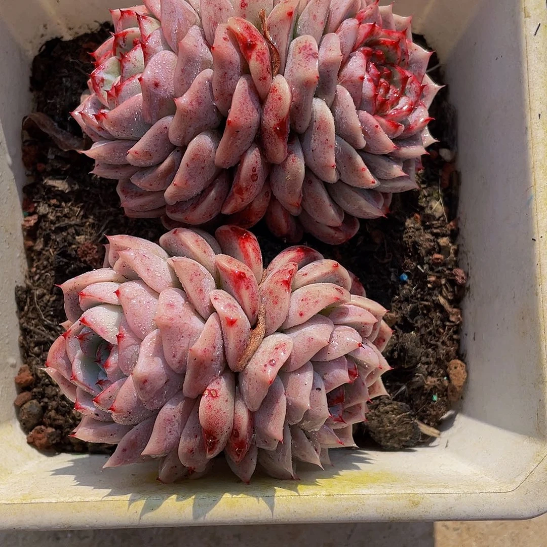 天鹅绒多肉植物群2140