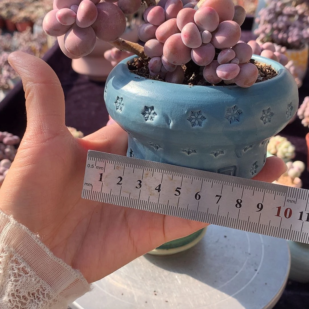 飘*66号盆偏远地区不包邮的