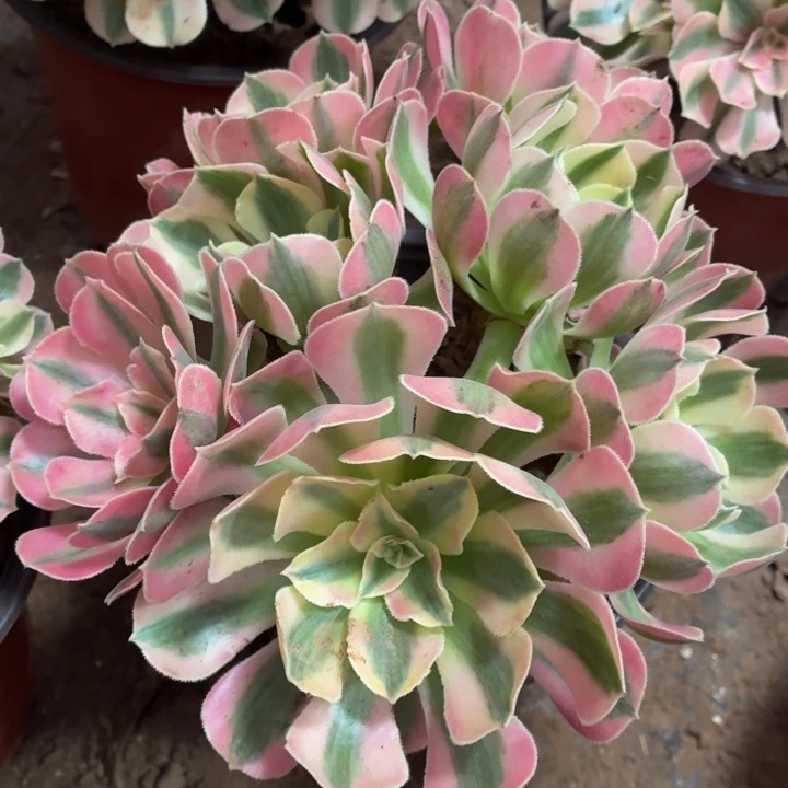 粉女巫一棵脱土发货