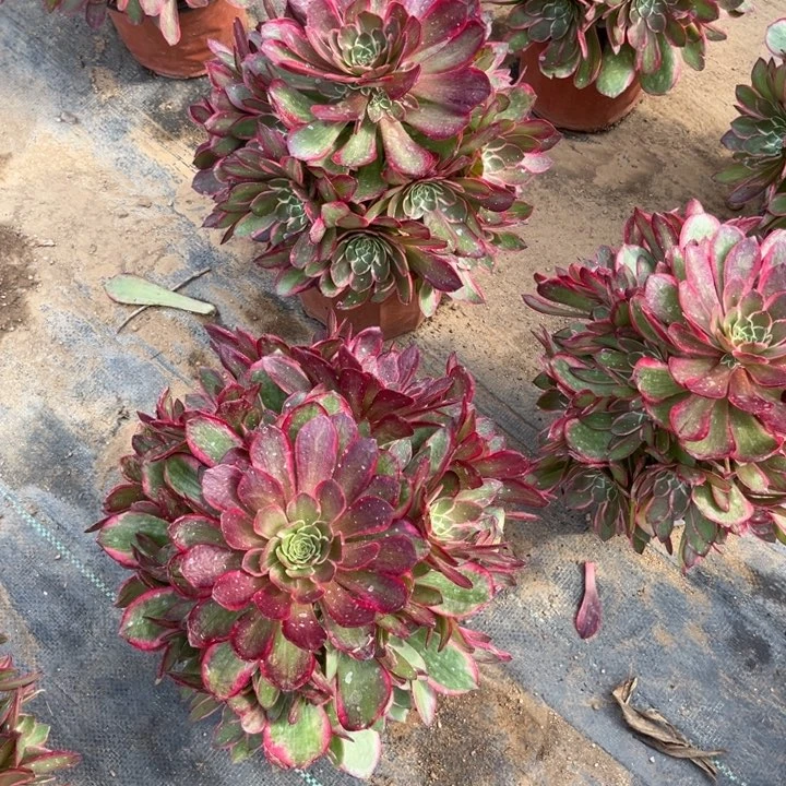 粉花妖亮牌22.8一个多肉