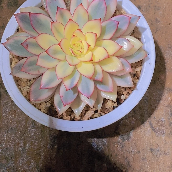 某***月光锦多肉植物老桩