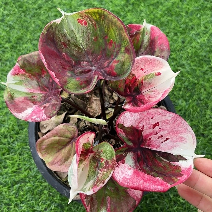 83-0922变异魔泰国发