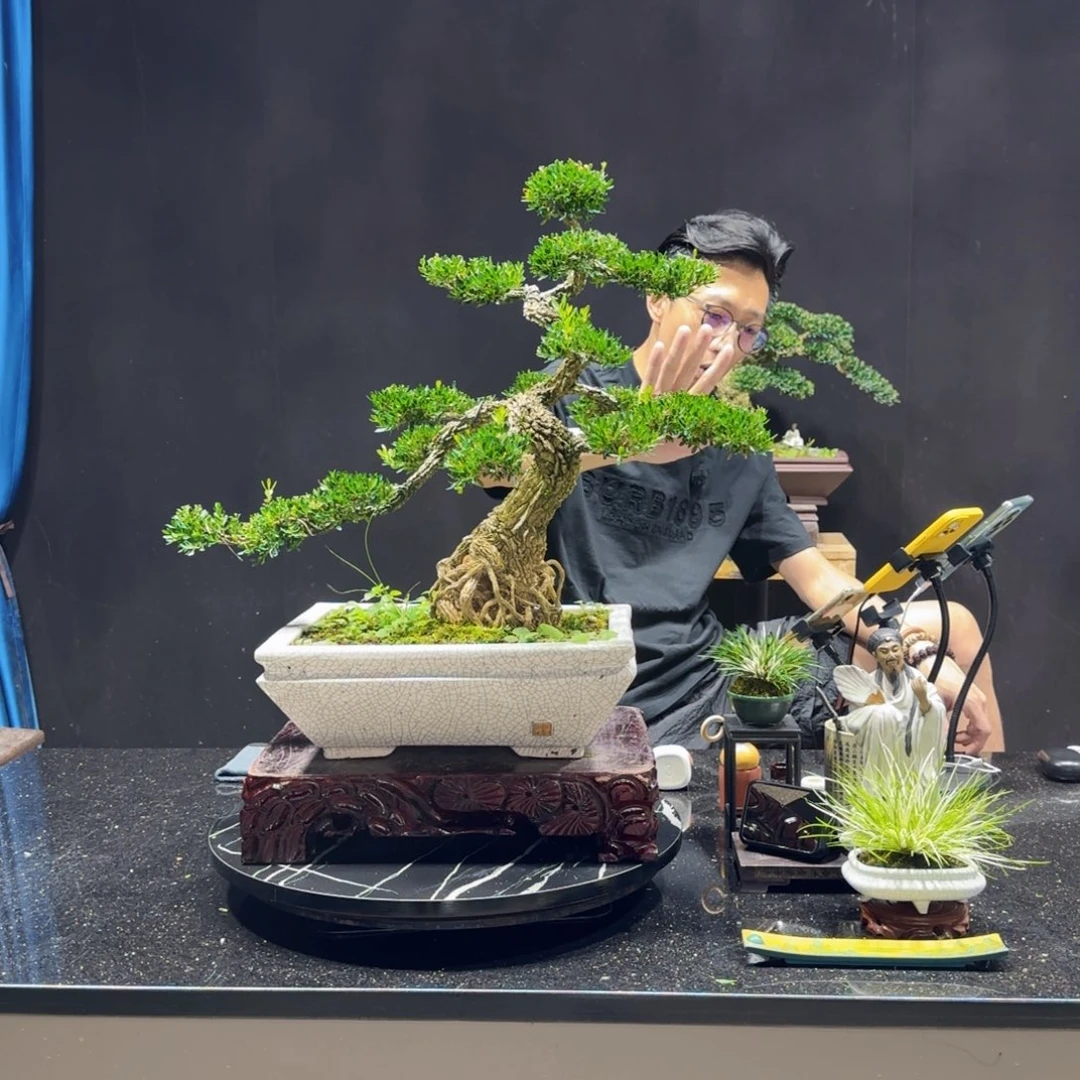 左***~无花朵黄杨室内室外盆景艺术