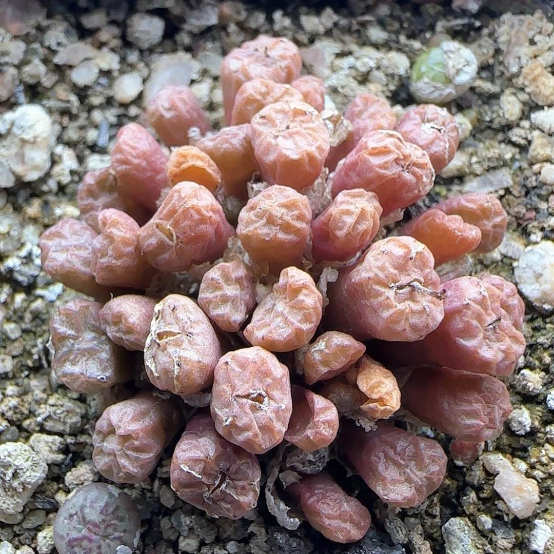 脱土年后发货23966