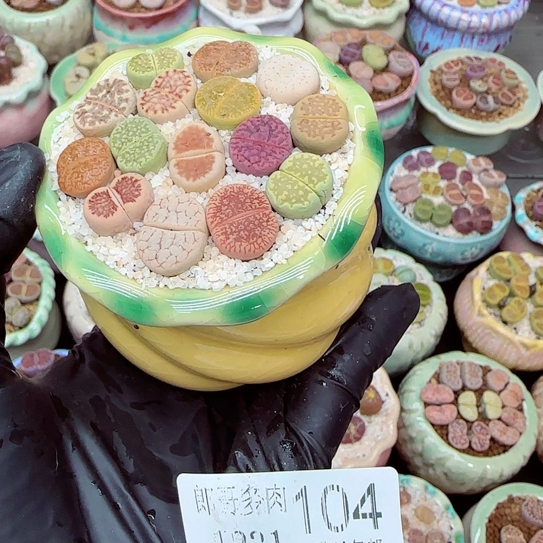 生石花满18包邮1231-104