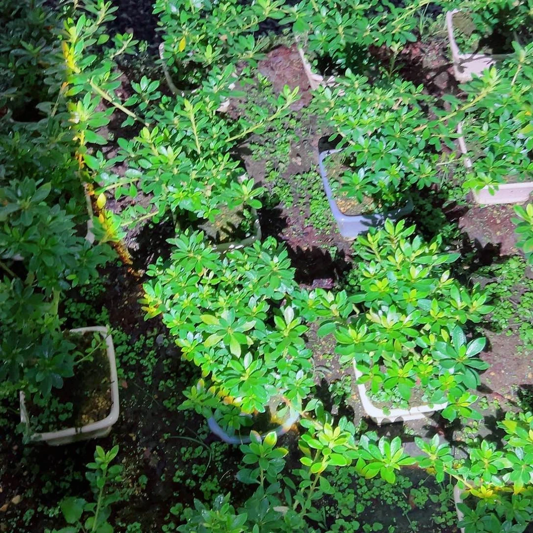 无花朵盆景皋月杜鹃花舞鼓
