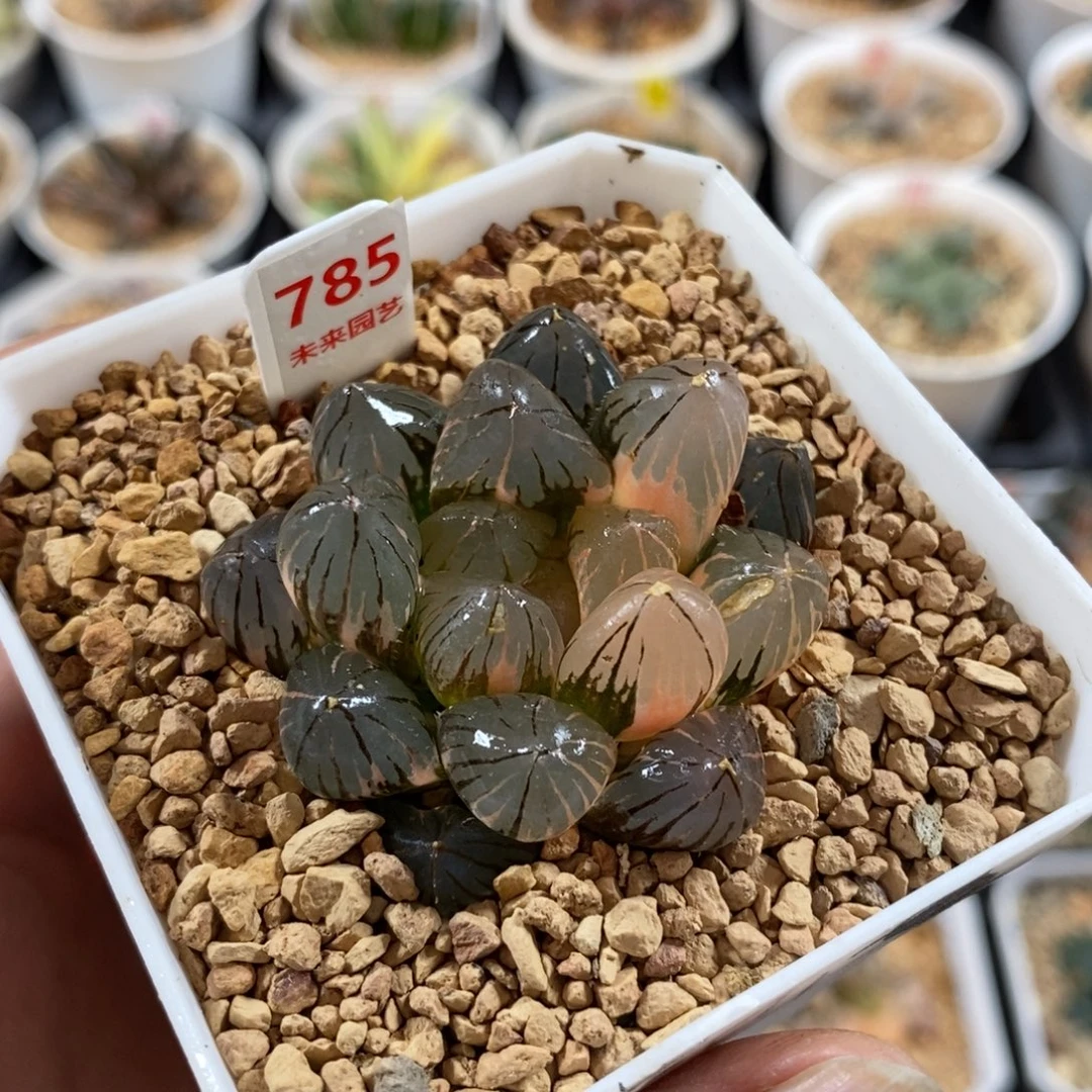 785龙爪玉露锦一物一图