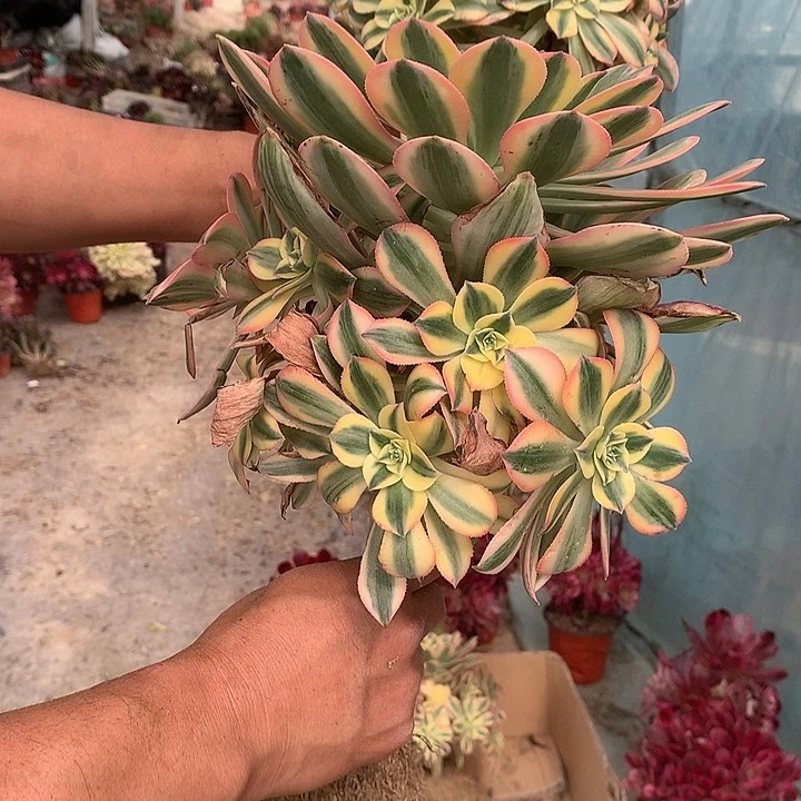 小**道883灿烂多肉植物