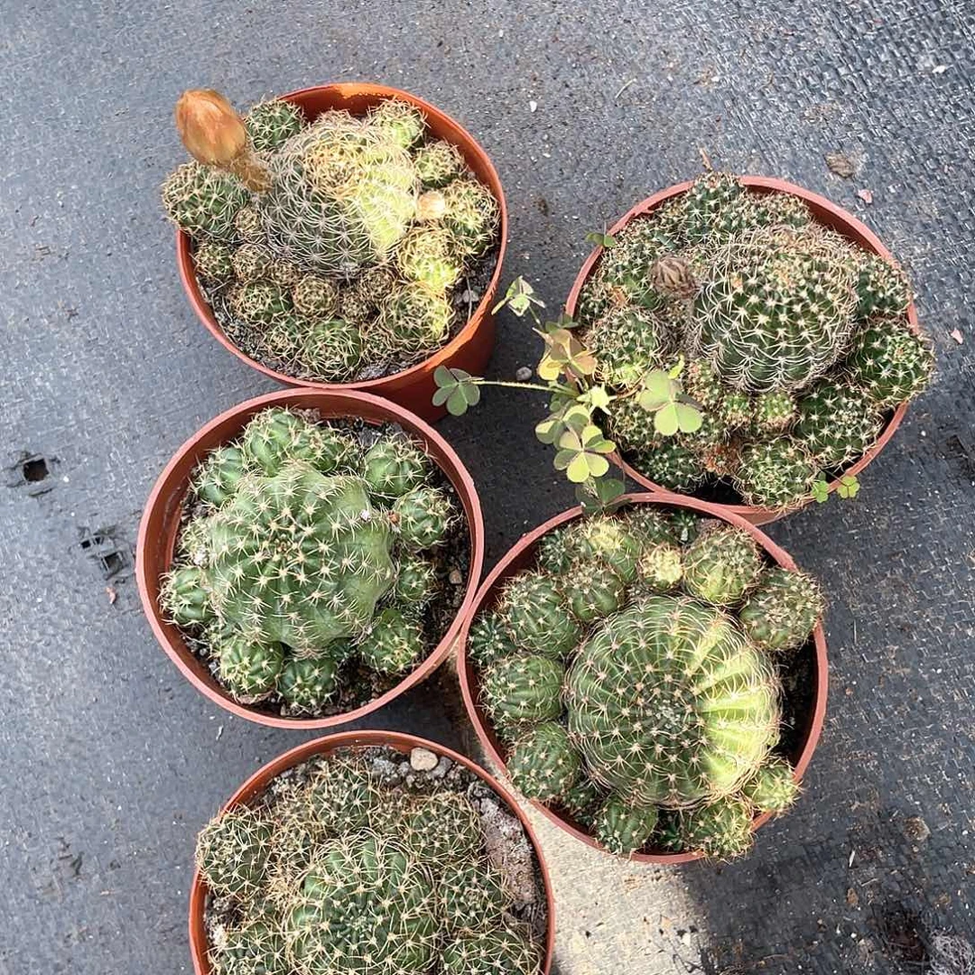 彩草手捧仙人球带盆