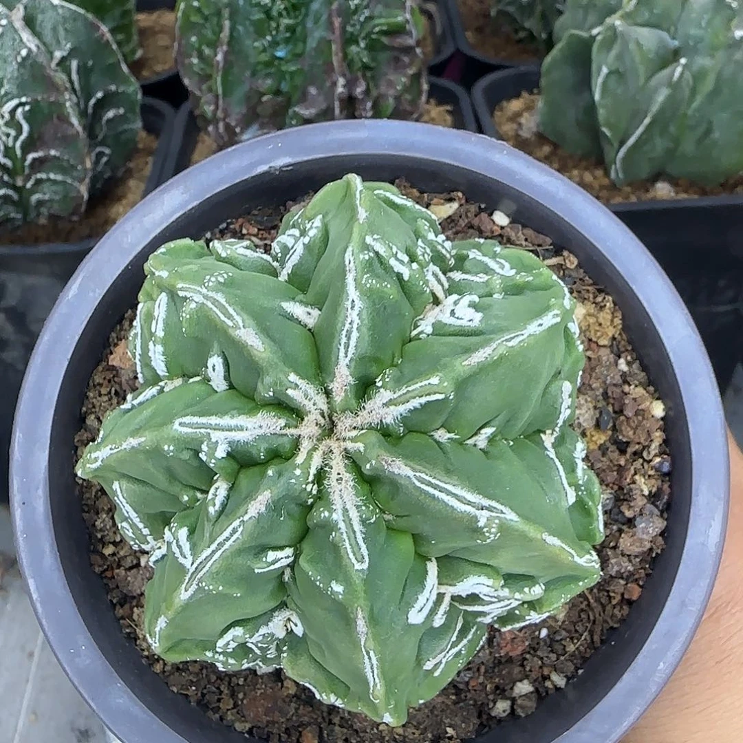 核桃鸾凤玉实生根016