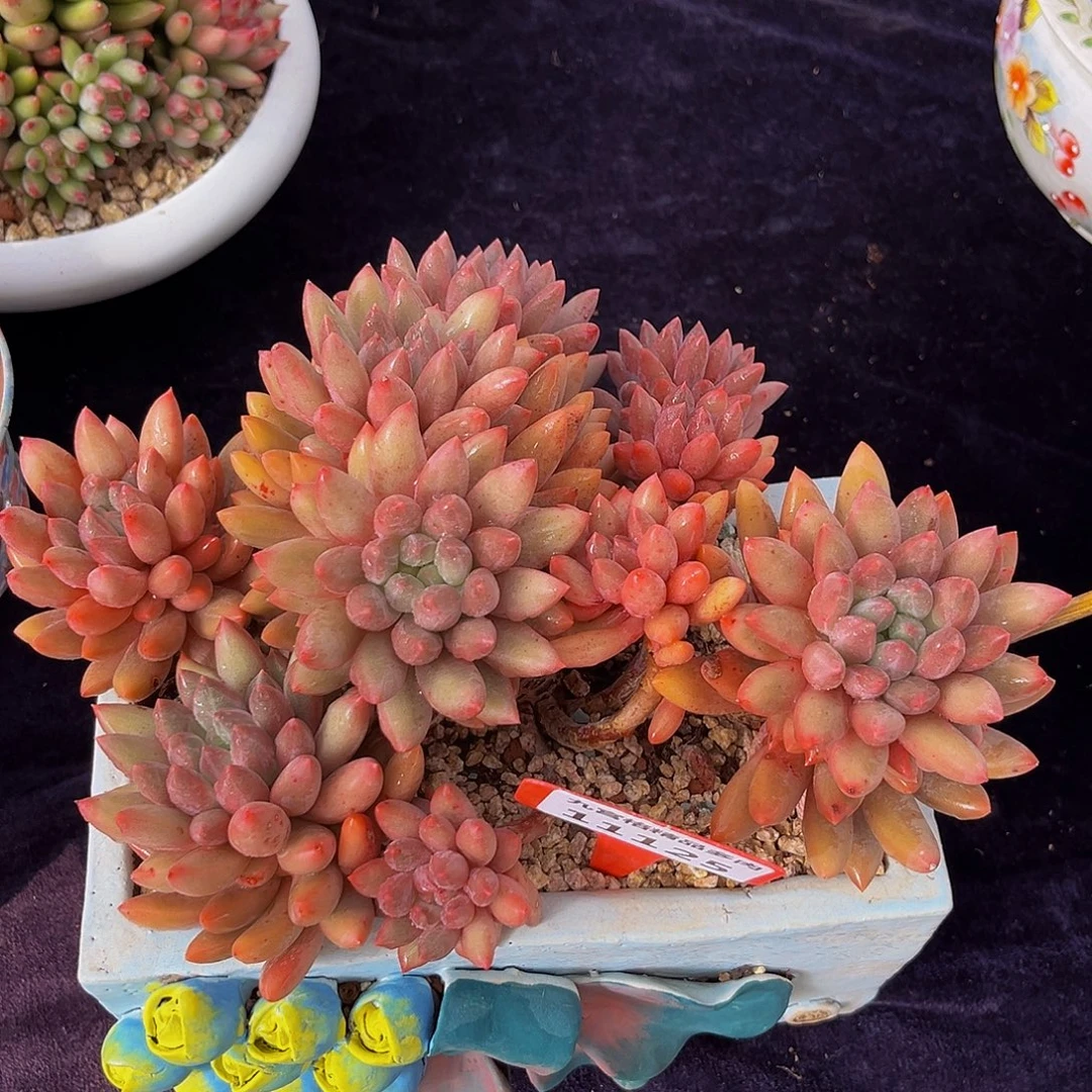 一物一拍11125红蜻蜓