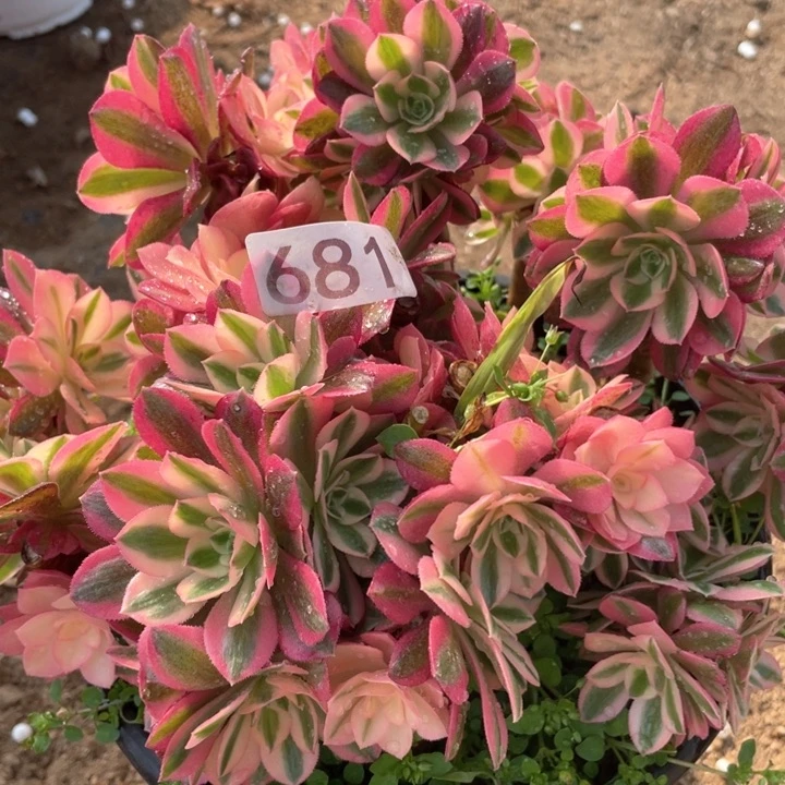 681多肉植物妖月